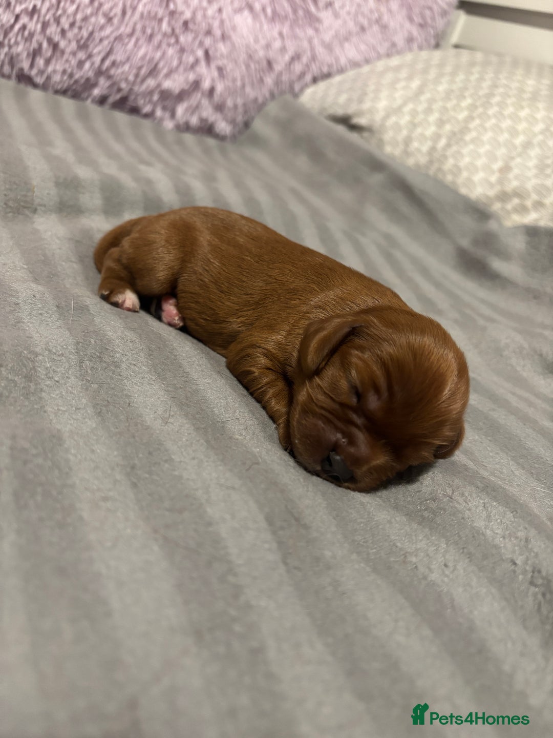 Cavalier King Charles Spaniel dogs for sale: Beautiful KC Registered Boy ✨ Health Tested ✨ - Advert 14