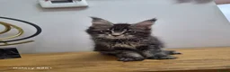 Maine Coon cats for sale: Licensed breeder-maine coon  - Advert 5