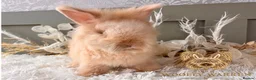 Angora rabbits for sale: Fully Vaccinated Angora Litter - Advert 9