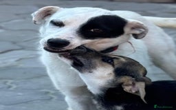 Mixed Breed dogs for adoption: DARIA -  a superb little girl, for a Loving Home - Image 26