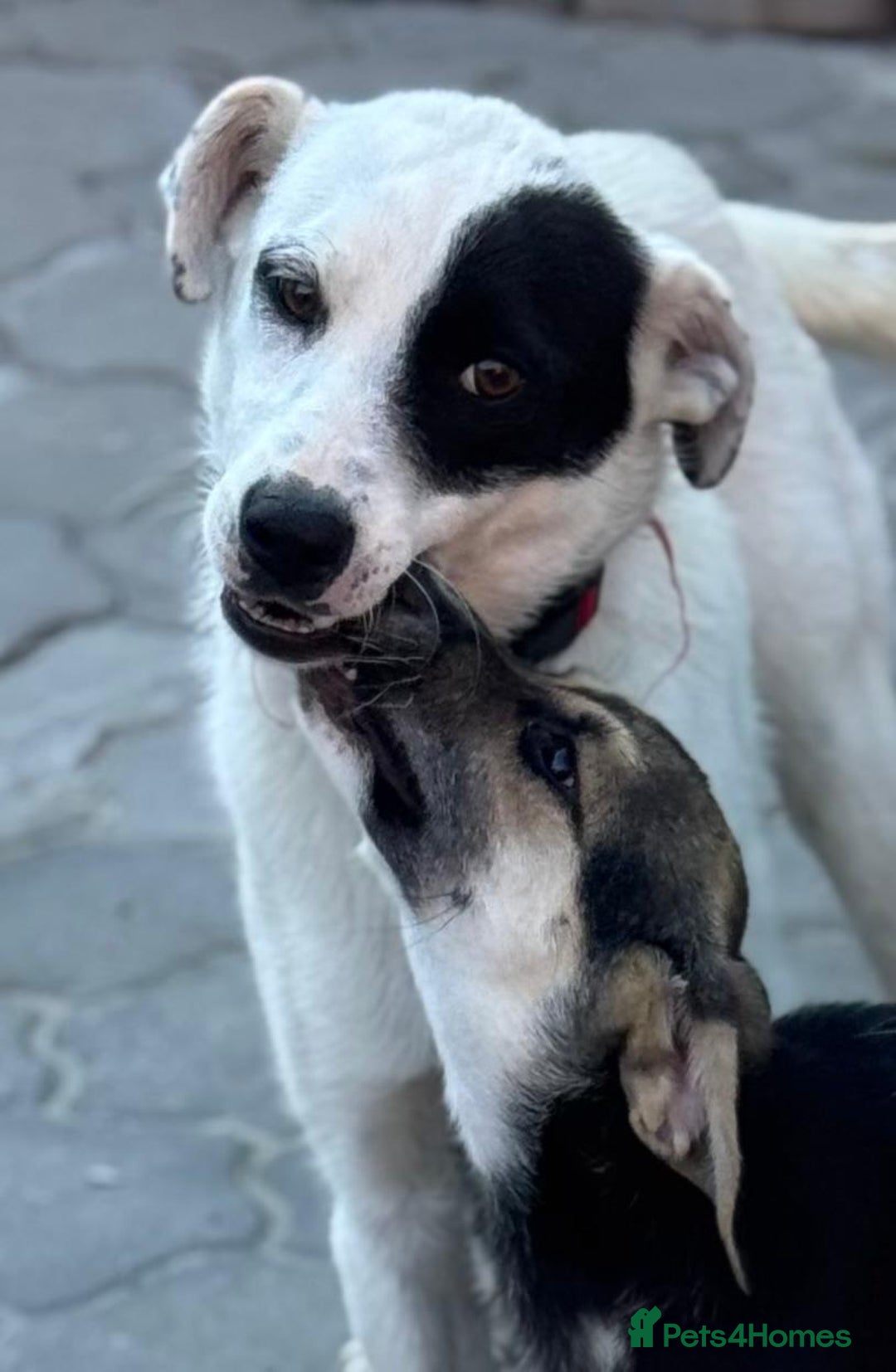 Mixed Breed dogs for adoption: DARIA -  a superb little girl, for a Loving Home - Image 26