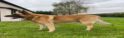 Belgian Shepherd Dog dogs for stud: Looking for a Girlfriend !! in Hereford - Advert 3