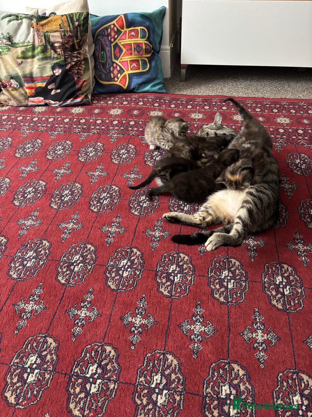 British Shorthair cats for sale: miss noora - Image 3