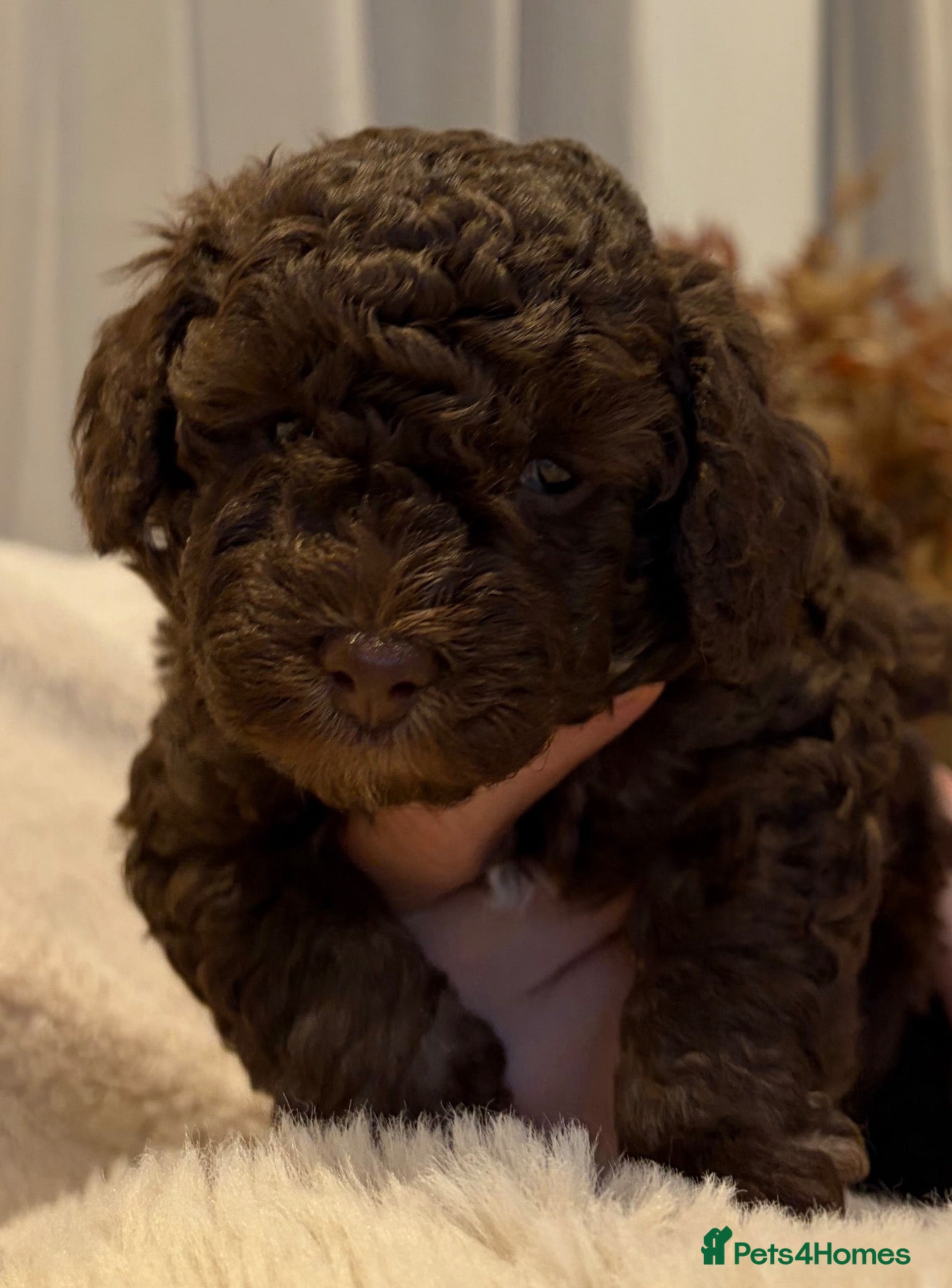 Cavapoo dogs Outstanding F1b Cavapoo puppies - Advert 16