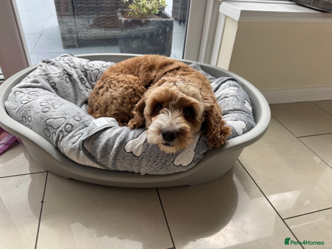 Cavapoo dogs for sale: Expecting a litter-health tested F1b Cavapoo pups - Image 17