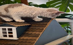 Selkirk Rex cats for sale: Gorgeous Selkirk Rex kittens - Image 26