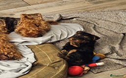 Welsh Terrier dogs for sale: Looking for the PERFECT home  - Advert 2