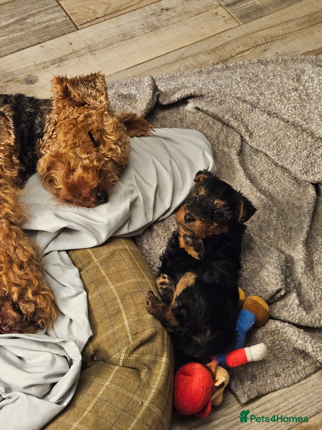Welsh Terrier dogs for sale: Looking for the PERFECT home  - Advert 2