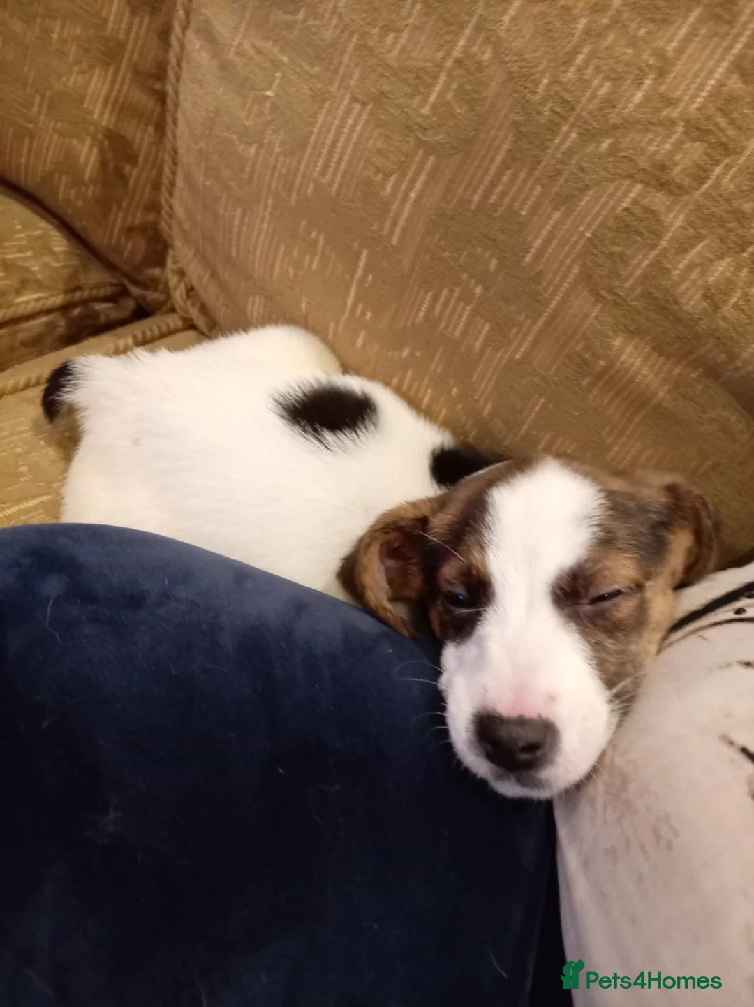 Mixed Breed dogs for sale: Beagle X Jack Russell  puppys  - Advert 5