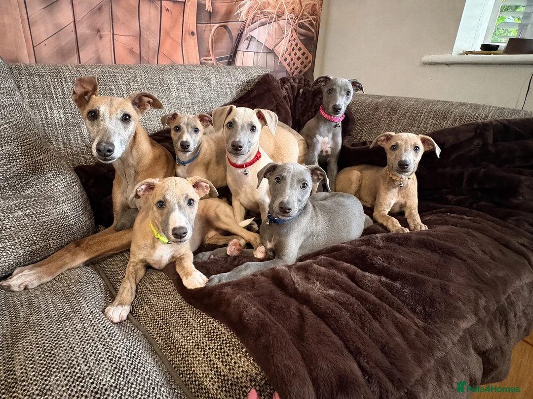 Whippet dogs for sale: Beautiful KC Registered Whippets  - Advert 1