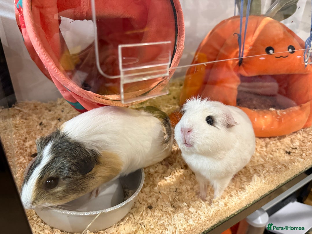 Guinea Pig rodents for sale: 2 Lovely Guinea Pigs Looking for a New Home 🐹🐹 - Image 4