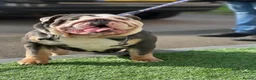 English Bulldog dogs for sale: English bulldog female - Advert 4