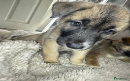 Mixed Breed dogs for sale: Akita/Belgian malenute puppy’s  - Image 16