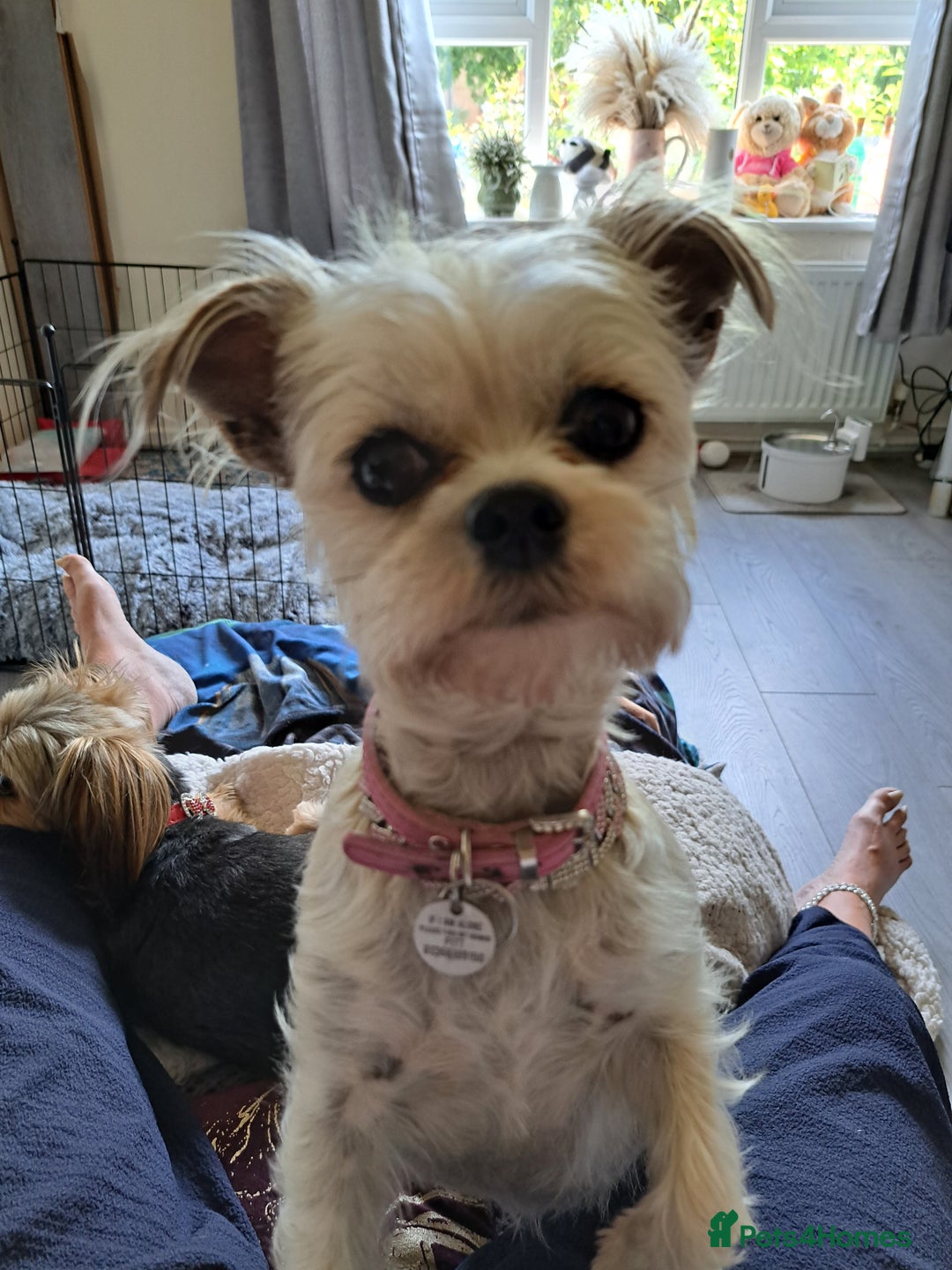 Mixed Breed dogs for sale: Miniature mix breed puppies  - Image 1