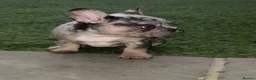 French Bulldog dogs for sale: Merle French bulldog - Advert 3
