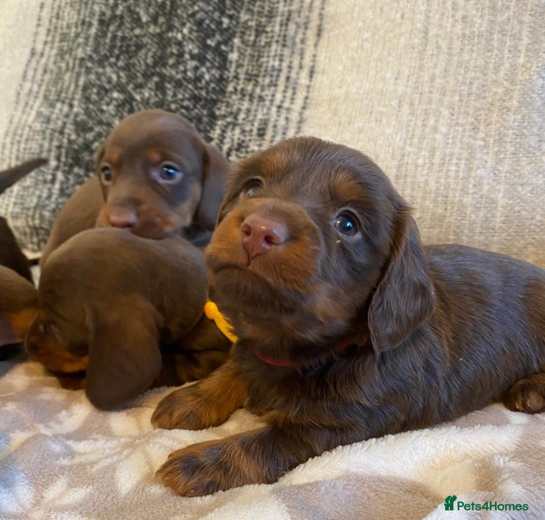 Miniature Dachshund dogs for sale: Miniature Dachshund Puppies Chocolate and Tan KC - Advert 4