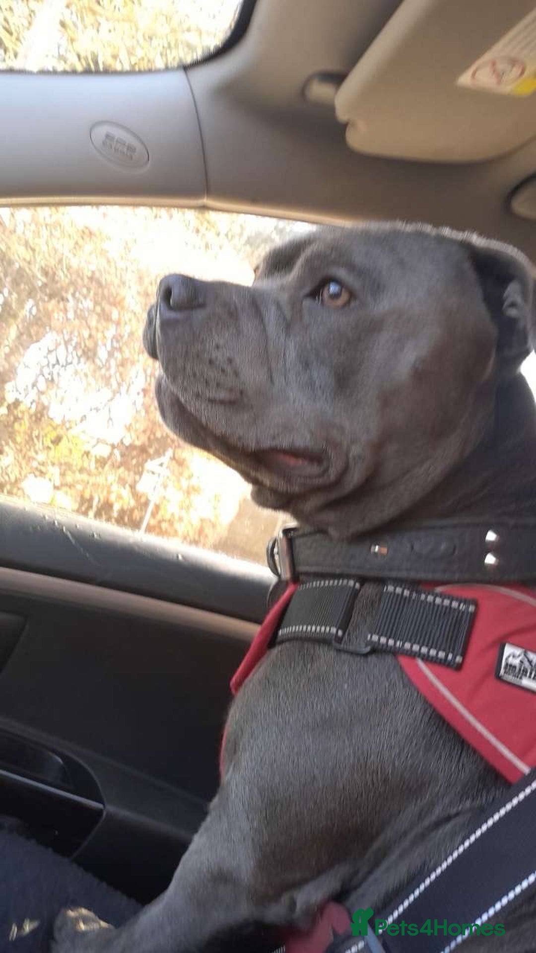 Staffordshire Bull Terrier dogs for stud: Blue staffy for stud - Image 6