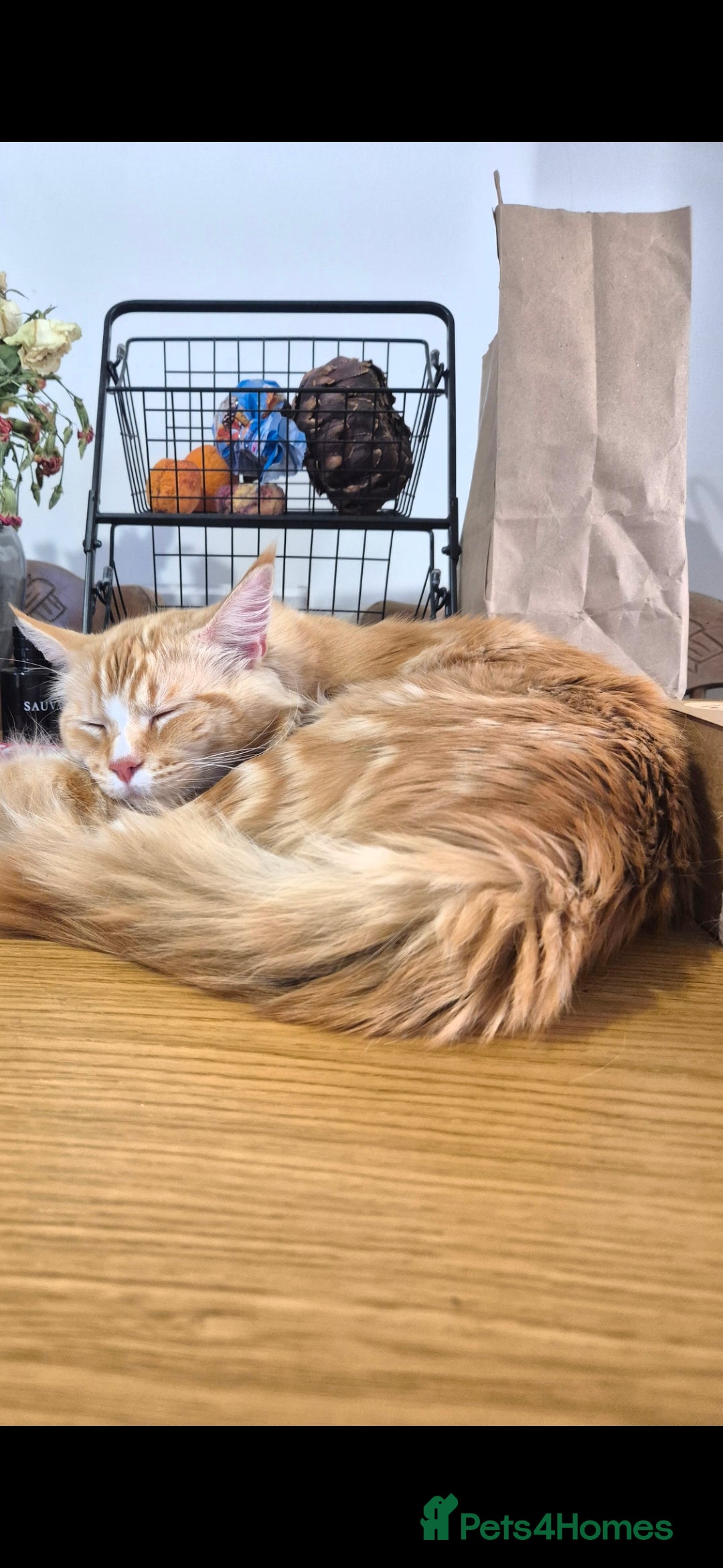 Maine Coon cats for sale: 3 cats looking for a loving home - Image 5