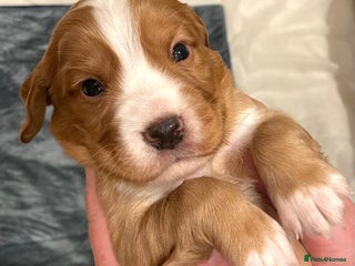 Cocker Spaniel dogs Working Cocker Spaniel Puppies - Advert 16