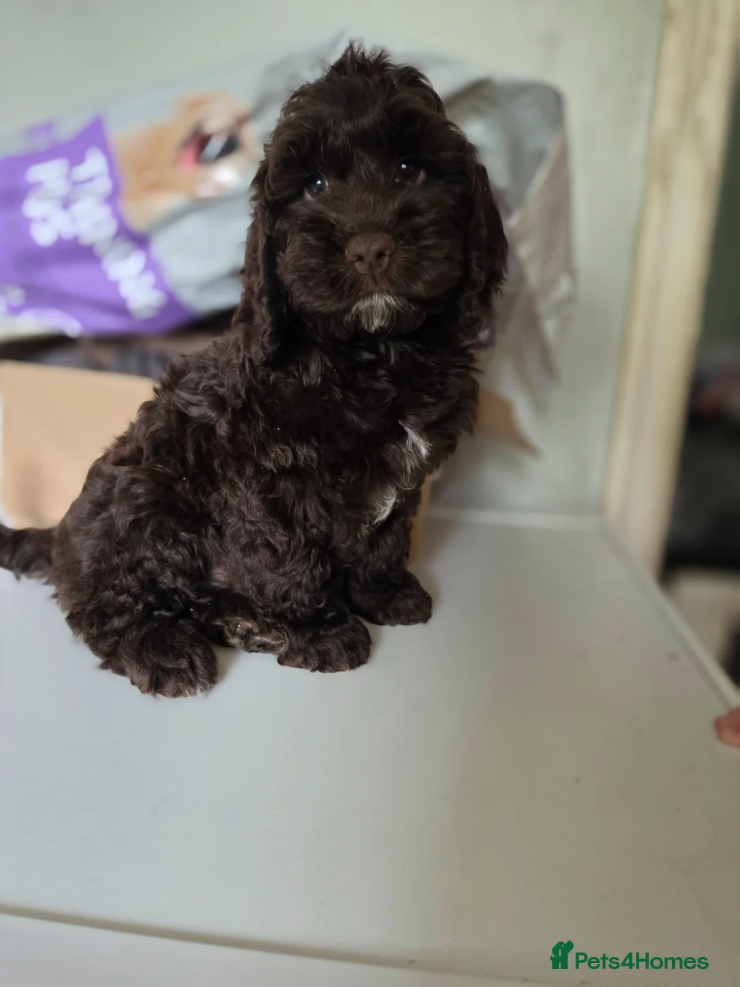 Cockapoo dogs for sale: 3 GIRLS LEFT ,VET CHECKED & READY FOR NEW HOMES 🩷 - Advert 2