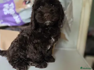 Cockapoo dogs HEALTH TESTED COCKAPOO PUOS READY NOW 2 LEFT ! - Advert 13