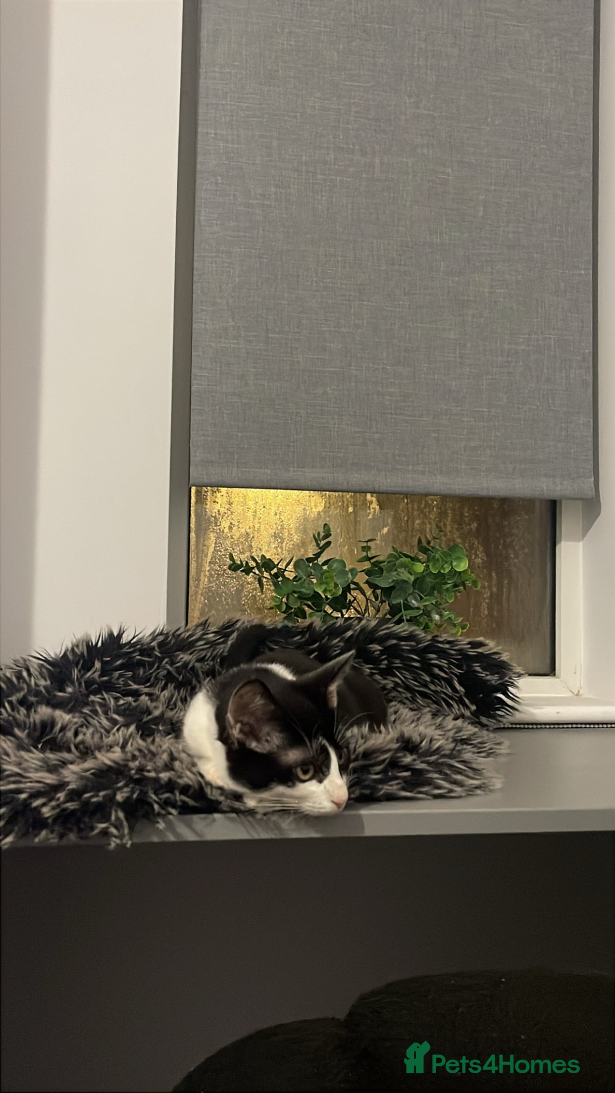 Domestic Shorthair cats Tuxedo cat male looking for a loving home. - Advert 4