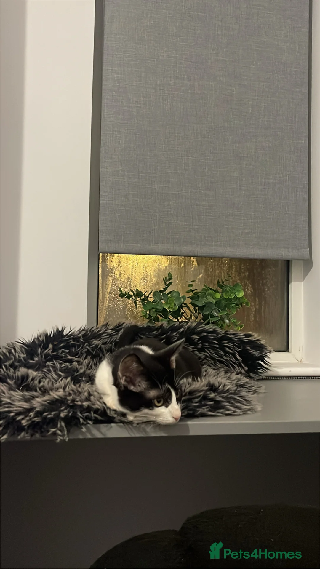 Domestic Shorthair cats for sale: Tuxedo cat male looking for a loving home. - Advert 1