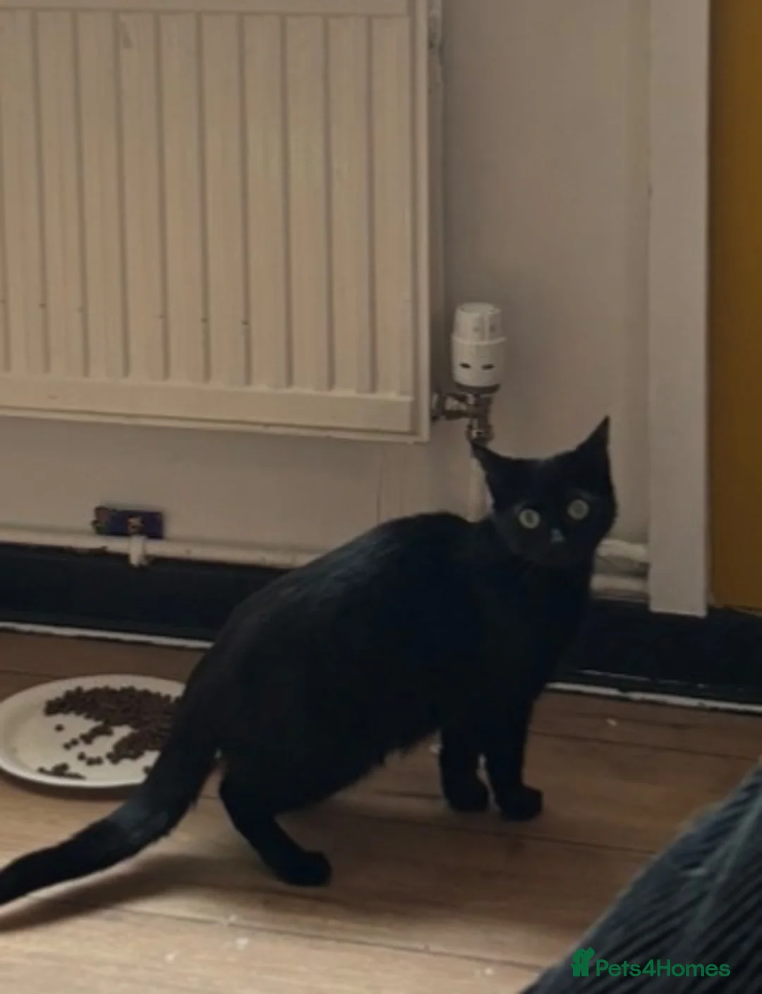 Domestic Shorthair cats for sale: Adult female cat for sale - Advert 2