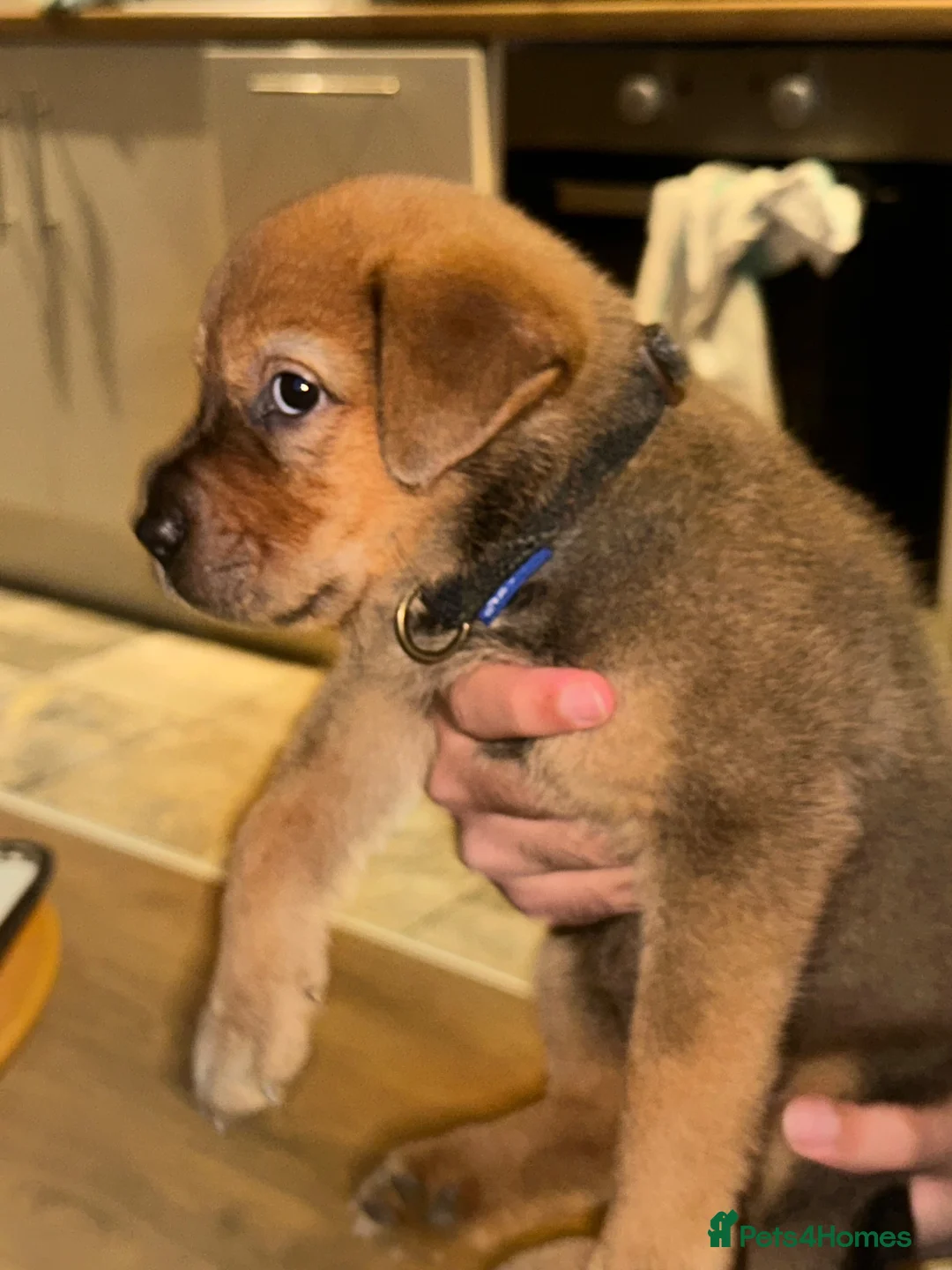 Mixed Breed dogs for sale: Puppy for sale  in Hove - Advert 2