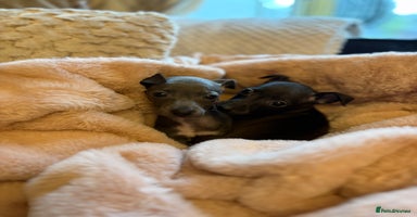 Italian Greyhound dogs - Advert 5