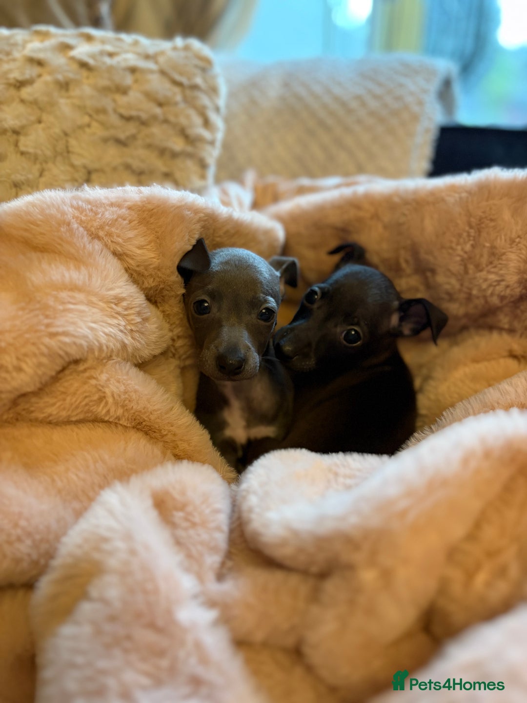 Italian Greyhound dogs for sale: KC Italian Greyhound Puppies  - Advert 2