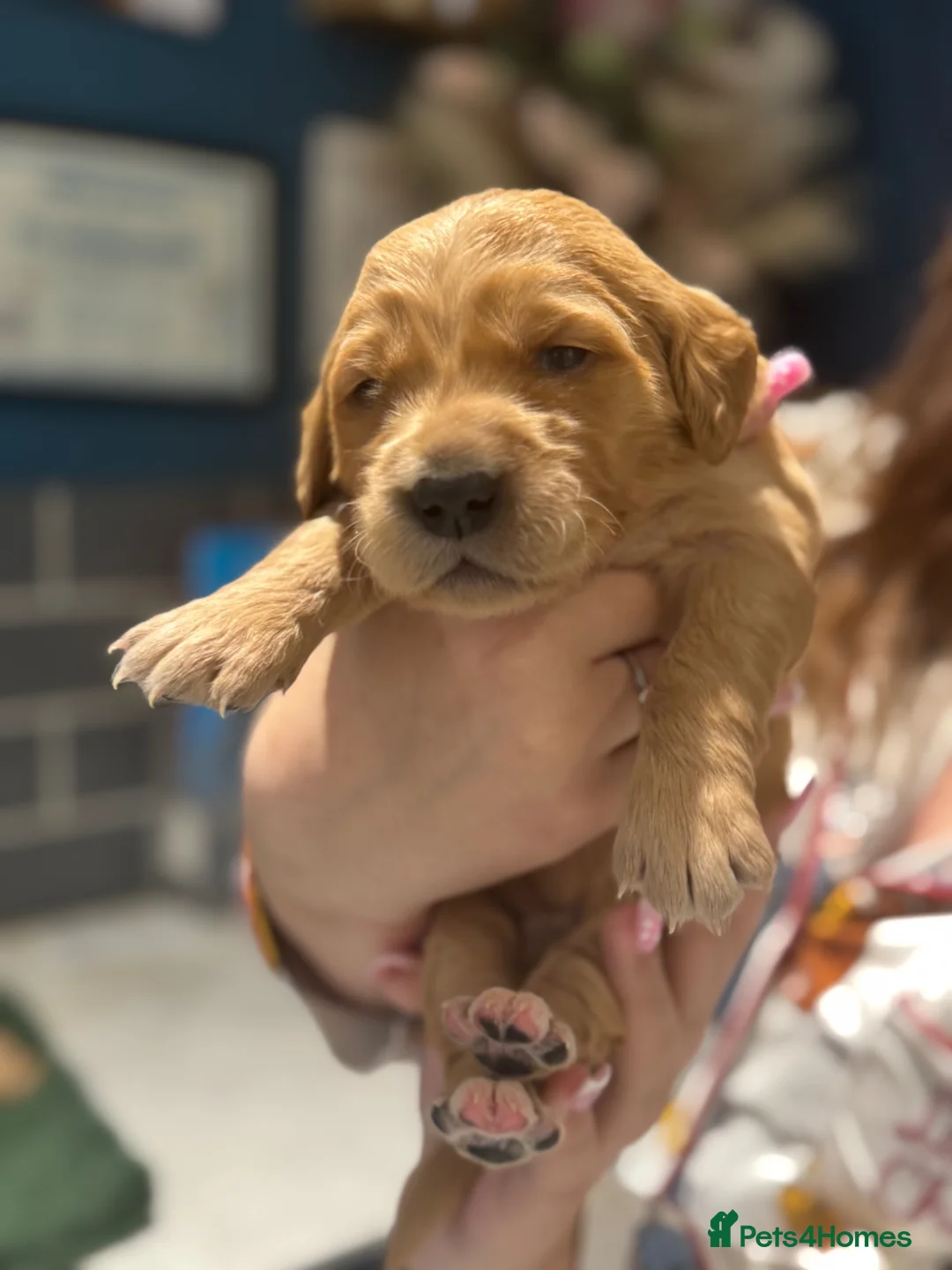 Golden Retriever dogs for sale: 8 exceptional Golden Retriever  - Advert 22