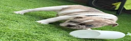 French Bulldog dogs for sale: Adorable french  puppy's  - Advert 1
