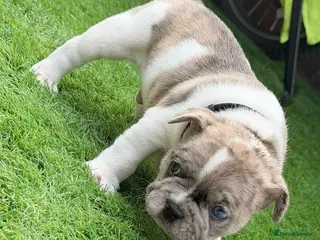 French Bulldog dogs Adorable french puppy's - Advert 11