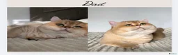 British Shorthair cats for sale: Beautiful Golden BSH NY12&NY11 Girl/Boy - Advert 2