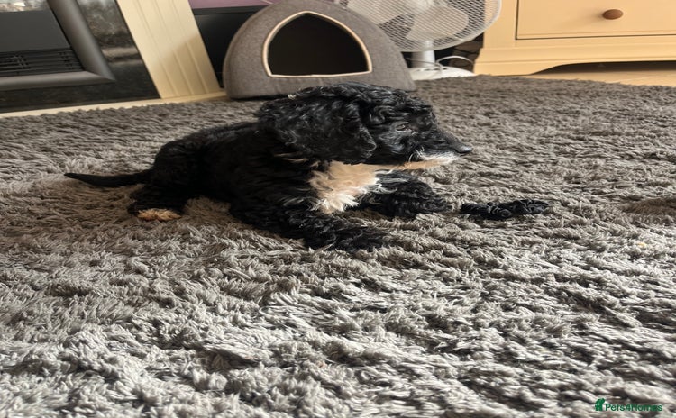 Cockapoo dogs - Advert 4
