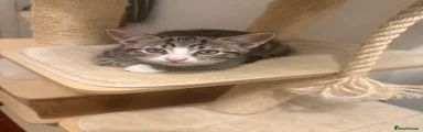 Domestic Shorthair 2