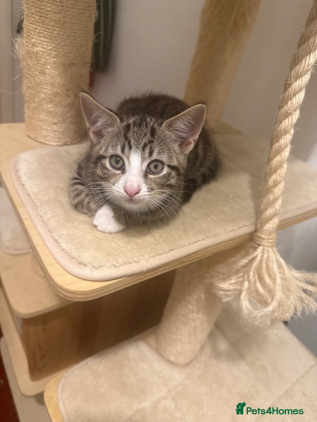 Domestic Shorthair cats for sale: 2 boys  in Gateshead - Advert 2