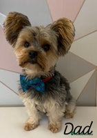 Yorkshire Terrier dogs Beautiful 2 Girls Yorkshire Terrier Pedigree - Advert 8