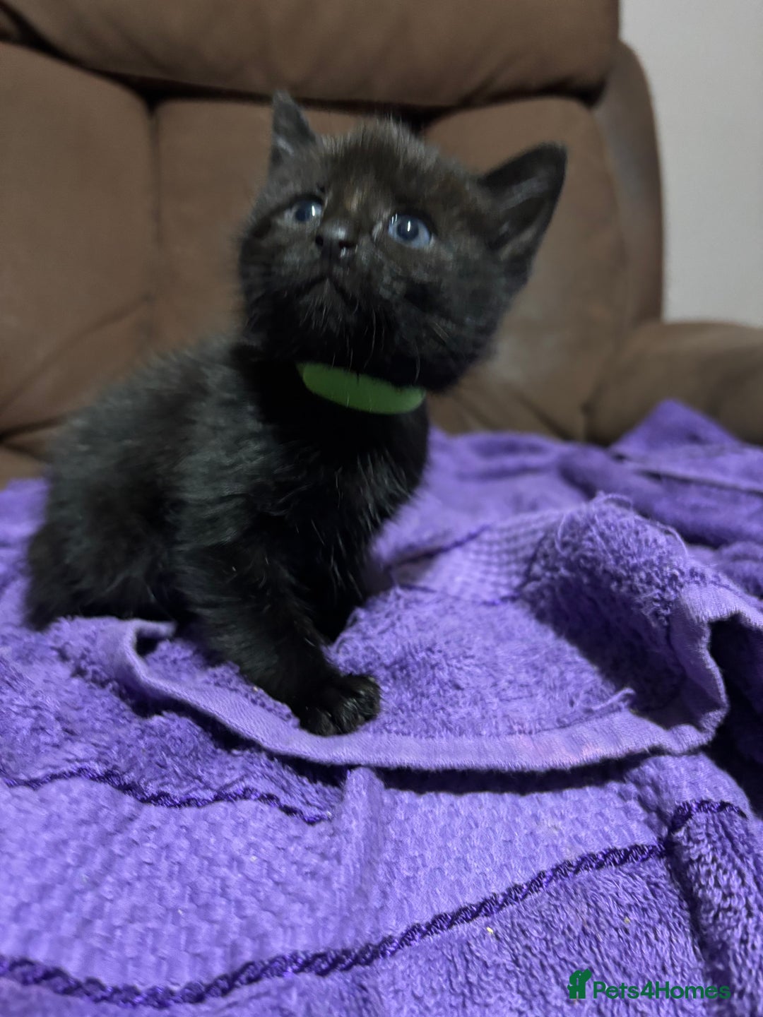 Bengal cats for sale: Bengal mix kittens for sale  - Image 3