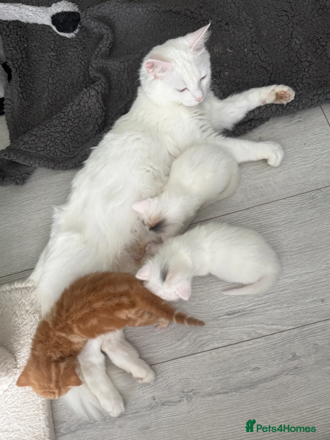 Turkish Angora cats for sale: 3 Adorable Kittens - Advert 1