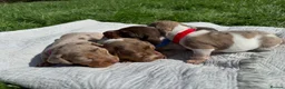 Miniature Dachshund dogs for sale: 3 of the most gorgeous Miniature Dachshunds in Bristol - Advert 4