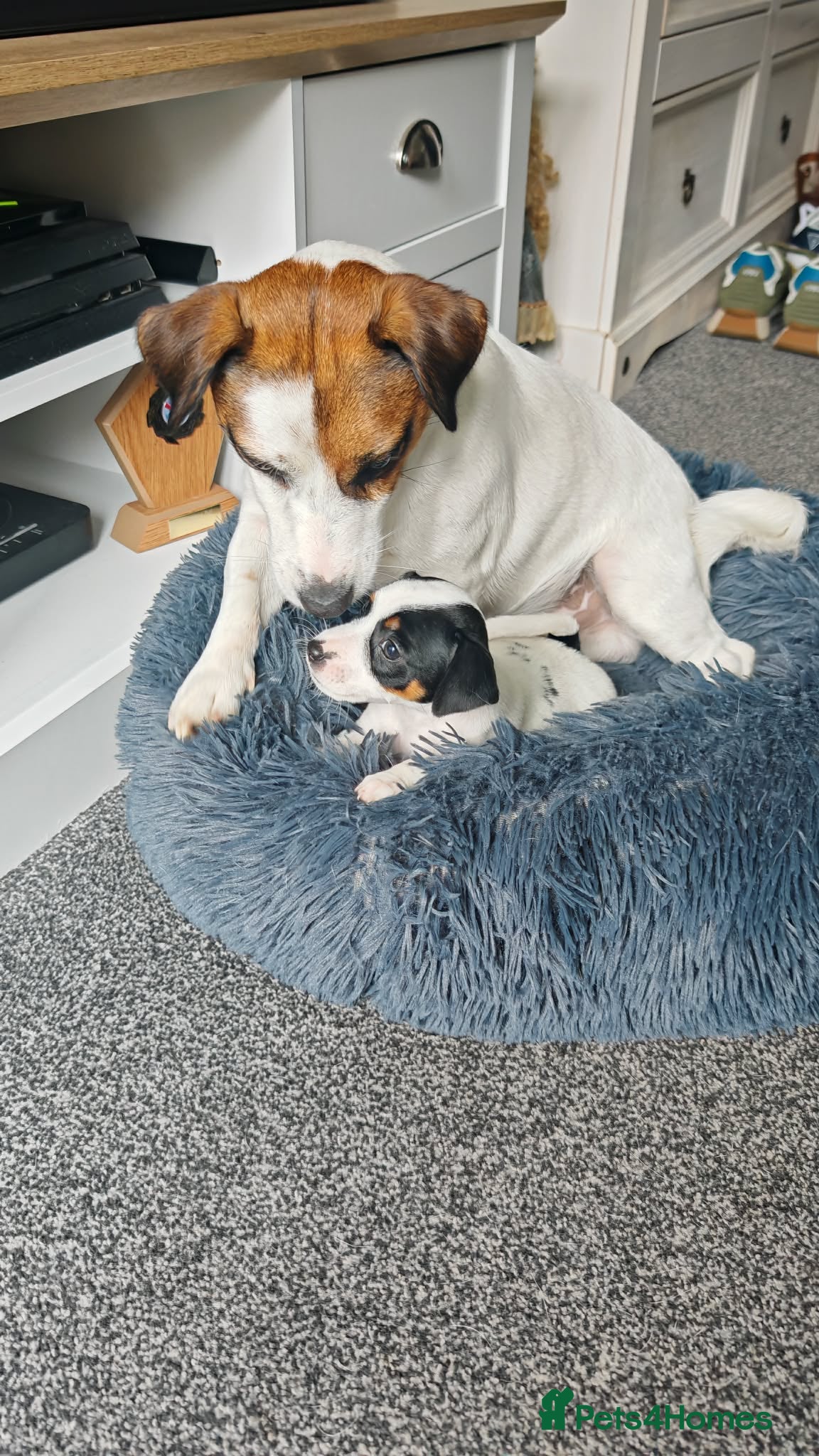 Jack Russell dogs BEAUTIFUL JACK RUSSELL PUPPIES AVAILABLE - Advert 2