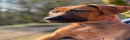 Rhodesian Ridgeback dogs for stud: Proven KC Reg Fully Health Tested RR for Stud in Bolton - Advert 5