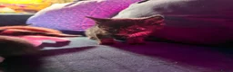 Domestic Shorthair cats for sale: 2 baby tortioushell kittens left - Advert 6