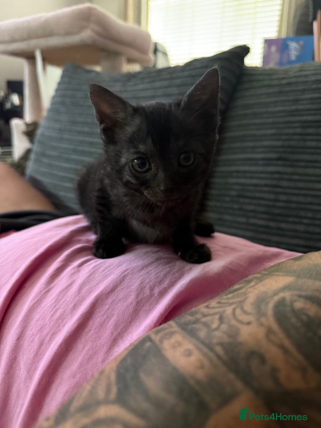 Bengal cats for sale: 3 Bengals for sale - Image 9