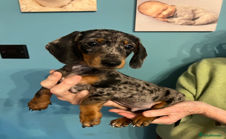 Miniature Dachshund dogs - Advert 6