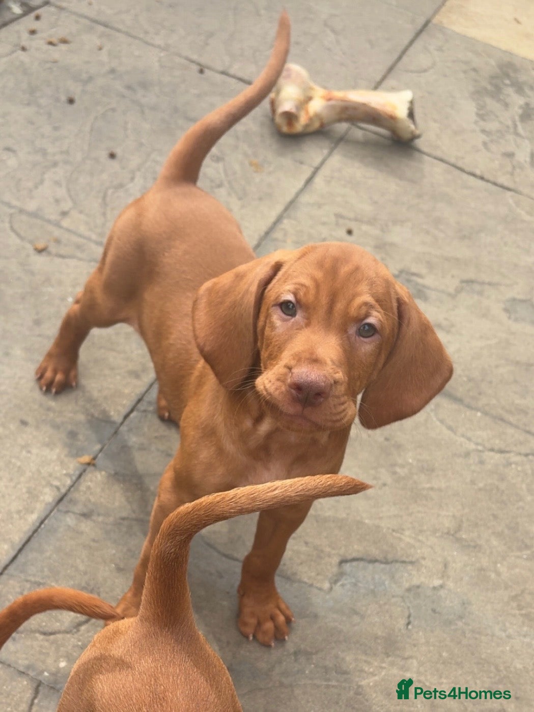 Hungarian Vizsla dogs Kc registered champion bred Hungarian Vizsla - Advert 5