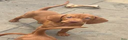 Hungarian Vizsla dogs for sale: Kc champion bred Hungarian Vizsla boy - Advert 3