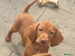 Hungarian Vizsla dogs Kc registered champion bred Hungarian Vizsla - Advert 1